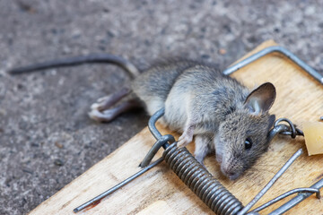 Dead mouse in a mousetrap. Mouse hunting. The mouse is a small rodent and pest