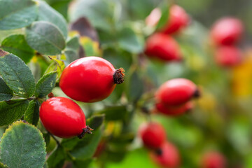 Red rose hips of dog rose. Rosa canina, commonly known as the dog rose,