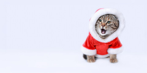 Surprised Cat with open mouth. Funny Santa Claus. Greeting card. Kitten Santa Claus on the white background. Merry Christmas. Happy New Year 2023. Beautiful web banner with copy space. Xmas