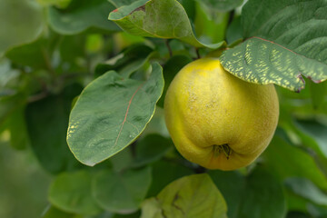 Ripe yellow quince fruits grow on quince tree with green foliage in autumn garden. Many ripe quinces, close up