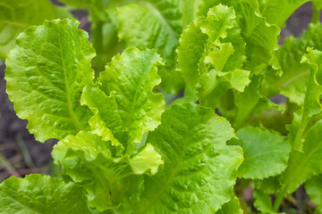 Green salad leaves background in the garden
