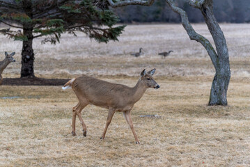 Urban White-tailed Deer In Spring