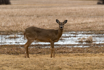 Urban White-tailed Deer In Spring