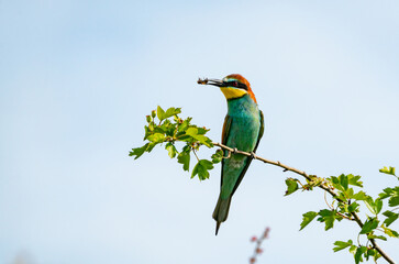 Bienenfresser in  Sommer 2022, Rumänien