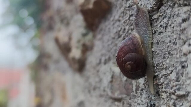 A Snail Crawls on a Wet Stone After Rain. A Snail Crawls Against the Background of a Natral Stone, Macro Photography.