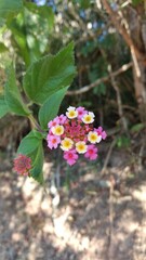 Flores coloridas (mini buquê)