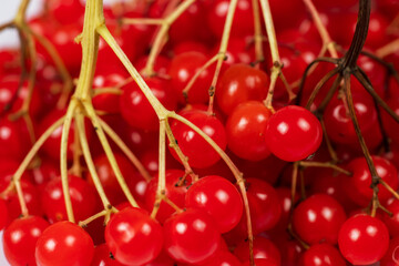 Red viburnum close up. Guelder rose. Beautiful red berries of viburnum on the twigs. Harvest the fruits of viburnum.