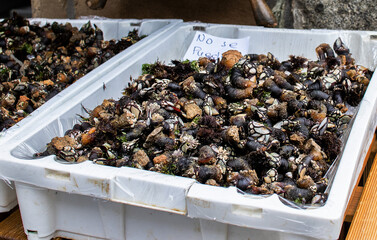 Barnacles in the harbour market