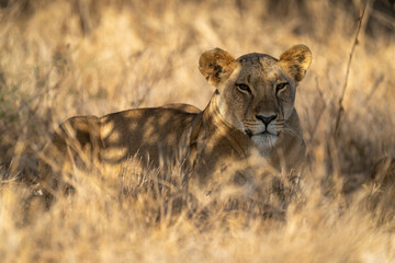Fototapeta na wymiar Lioness lies in dappled sunshine in grass