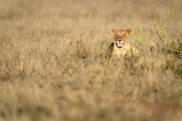 Lioness lies in sunshine near leafy plants