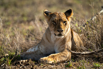 Lioness lies in sunlit grass watching camera