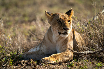 Lioness lies in sunlit grass turning head
