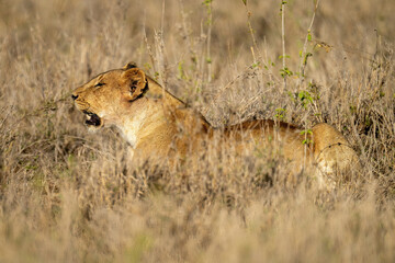 Lioness lies in tall grass opening mouth