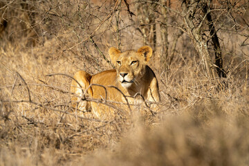 Lioness lies by dead branches in sunshine