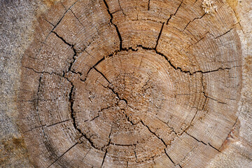 Old sawed-off tree trunk in forest with cracks