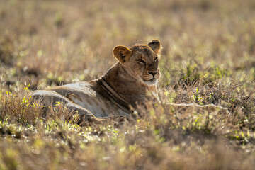Lioness lies backlit in grass turning head