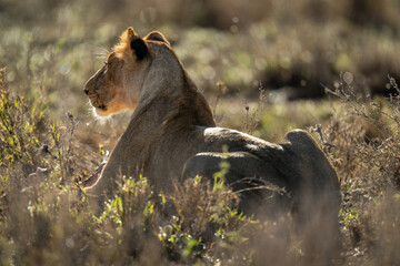 Lioness lies backlit in bushes turning head