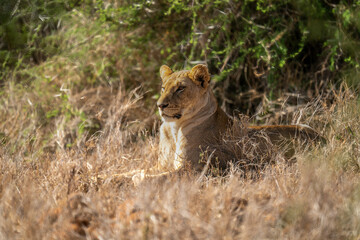Lioness lies by bushes in long grass