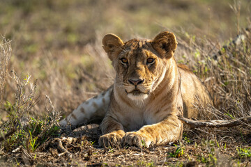 Lioness lies in grass in bright sunshine