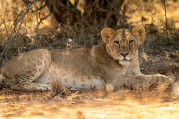 Lioness lies under shady tree eyeing camera