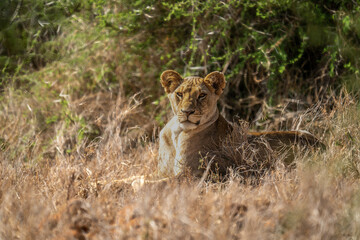 Lioness lies by bushes staring at camera