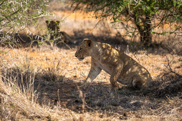 Lioness lies down in shade of thornbush