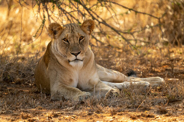 Fototapeta na wymiar Lioness lies in shade looking at camera