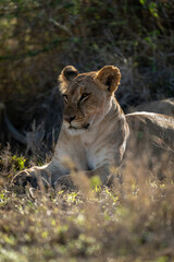 Lioness lies staring on grass beside bush