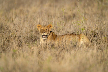 Lioness lies opening mouth in tall grass