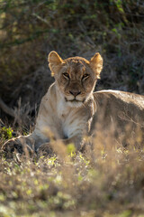 Fototapeta na wymiar Lioness lies looking through grass at camera