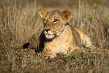 Fototapeta na wymiar Lioness lies staring on grass in sunshine