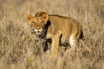 Lioness stands crouching behind bush in sunshine