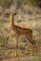 Male gerenuk stands in sunshine watching camera