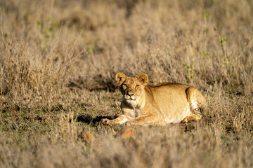 Lioness lies with catchlights in warm light