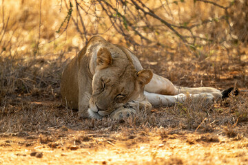 Lioness lies under shady tree fast asleep