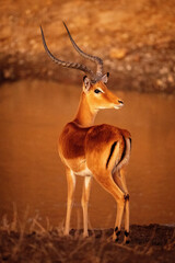 Male common impala stands looking over shoulder