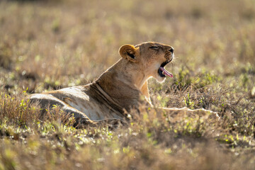 Lioness lies yawning in grass closing eyes