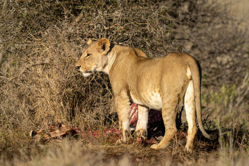 Fototapeta na wymiar Lioness stands staring by kill under thornbush