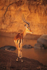 Male common impala stands staring on riverbank