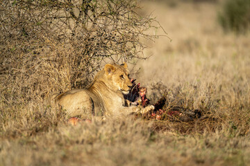 Male lion lies with kill under bush