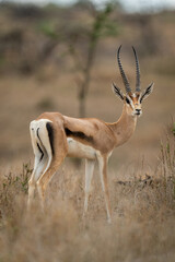 Male Grant gazelle stands turning to camera
