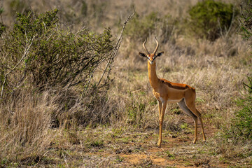 Male gerenuk stands by bush watching camera