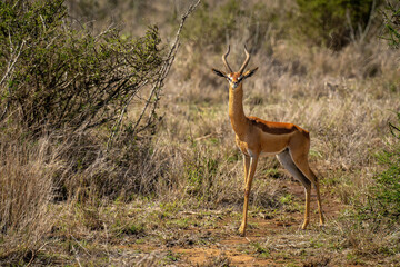 Male gerenuk stands near bush watching camera