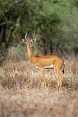 Naklejka na ściany i meble Male gerenuk with horn missing stands staring