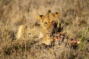 Male lion lies eating zebra in sunshine