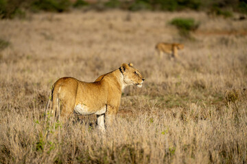 Naklejka premium Lioness stands in savannah with another nearby