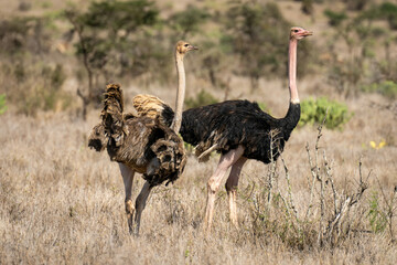 Male and female common ostriches stand side-by-side