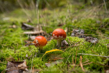 Closeup of vibrant mushrooms growing on forest floor