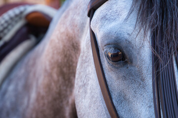 Detail of a horse's eye, part of the mane and the flycatcher. Horse riding concept, animals, care, eyes.