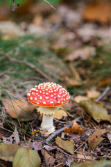 Closeup of vibrant mushrooms growing on forest floor